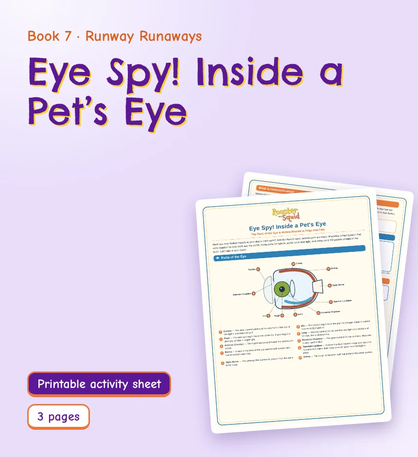 Eye Spy! Inside a Pet’s Eye